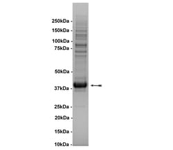 Eurofins DiscoverX Tie2 (Y897S) Protein, Active 250 &mu;g | Buy Online | Eurofins DiscoverX | Fisher Scientific